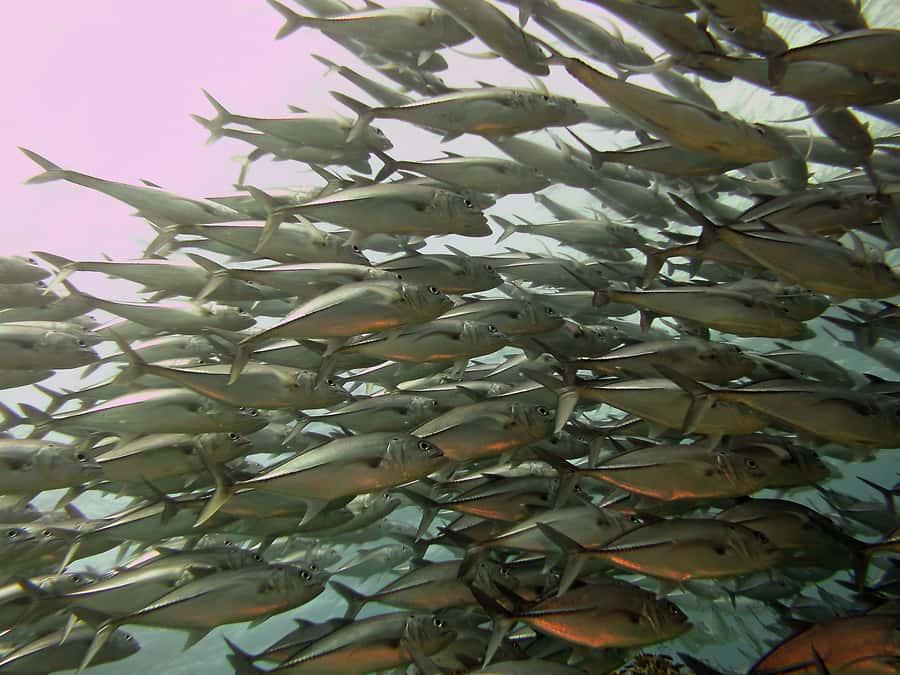 Cartagena: Scuba Diving Day Trip at Playa Blanca with Lunch - Should you book it?