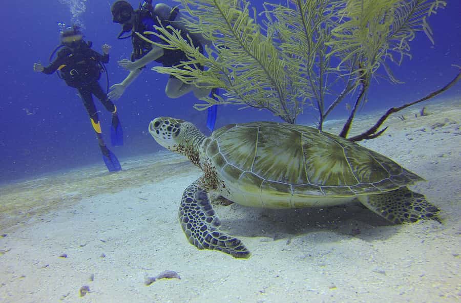 Cartagena: Scuba Diving Day Trip at Playa Blanca with Lunch - From Cartagena to Barú by bus