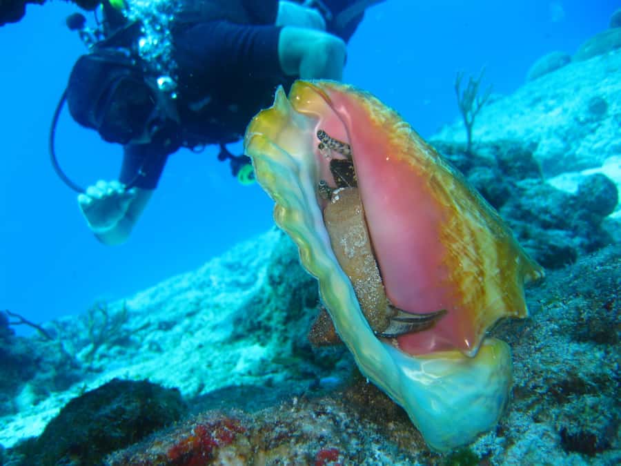Cartagena: Scuba Diving Day Trip at Playa Blanca with Lunch - Lunch near Playa Blanca