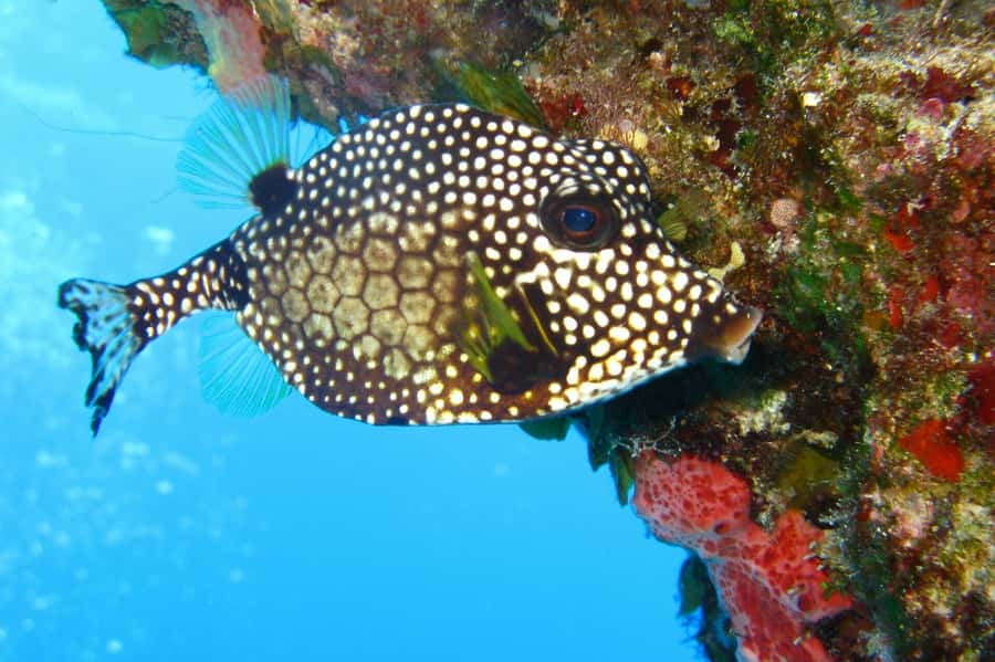 Cartagena: Scuba Diving Day Trip at Playa Blanca with Lunch - What the $120 price really covers