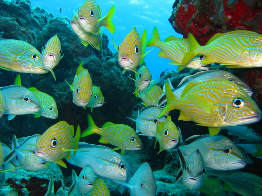 Cartagena: Scuba Diving Day Trip at Playa Blanca with Lunch - Guide communication and the Mary warning
