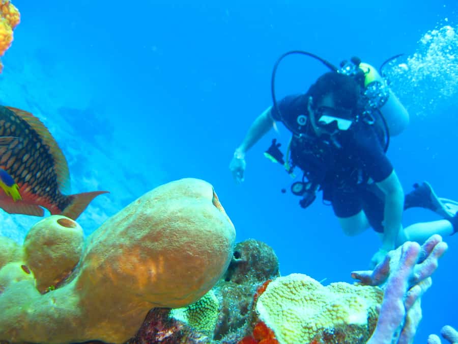 Cartagena: Scuba Diving Day Trip at Playa Blanca with Lunch - Who should book this Barú outing?