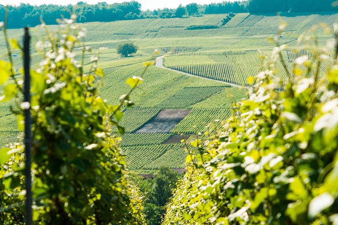 Champagne Day Trip with 6 Tastings, Reims and Winery from Paris - Hautvillers and the Dom Pérignon connection
