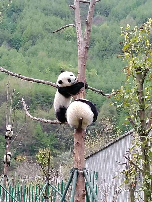 Chengdu: Giant Panda and Leshan Buddha Day Trip - Meeting the 71-meter Leshan Buddha