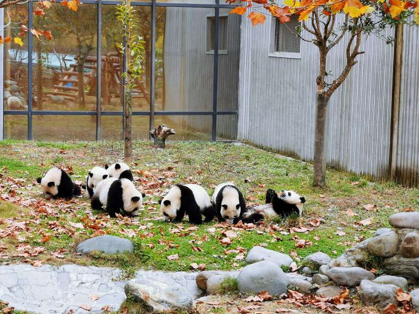 Chengdu: Giant Panda and Leshan Buddha Day Trip - Timing, walking, and the return to Chengdu