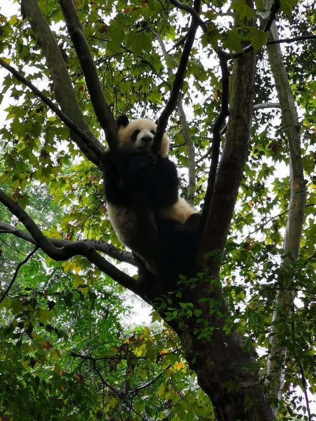 Chengdu: Giant Panda and Leshan Buddha Day Trip - What the $109 price includes