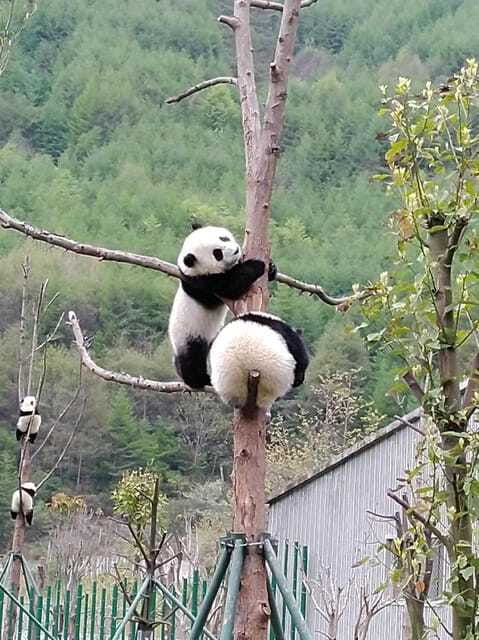 Chengdu: Giant Panda and Leshan Buddha Day Trip - Who should book this experience