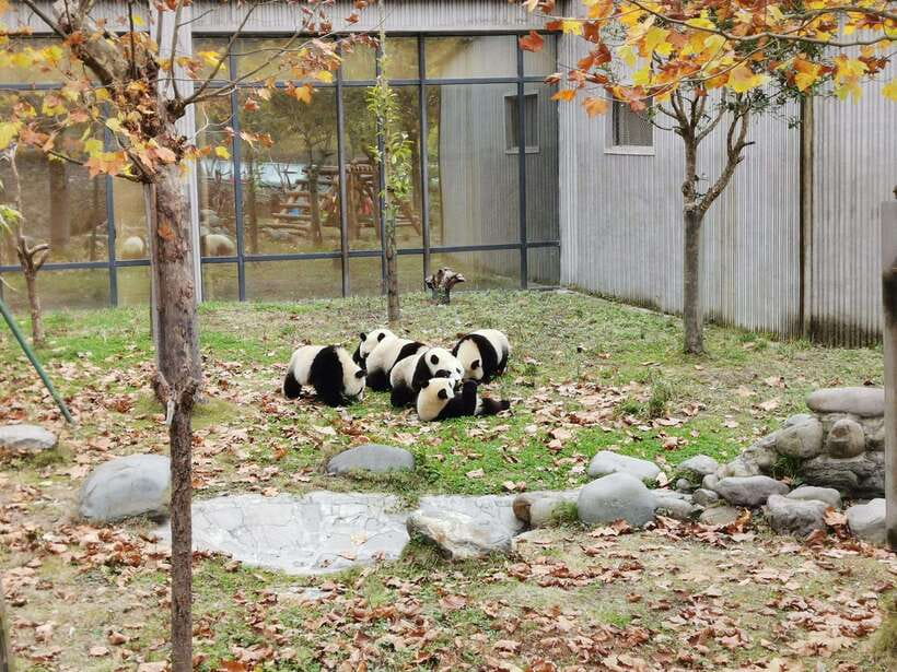 Chengdu: Giant Panda and Leshan Buddha Day Trip - Should you book this Chengdu tour?
