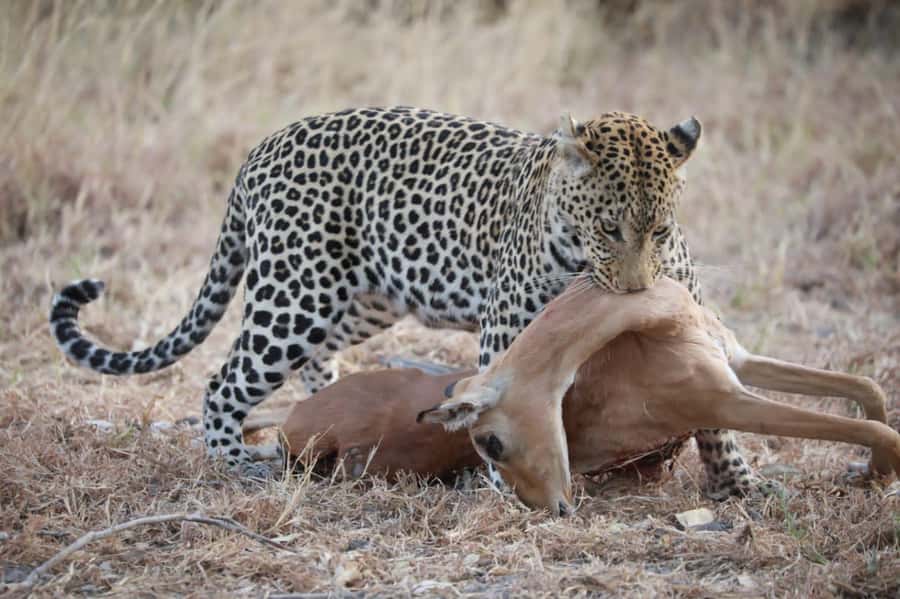 Chobe Day Trip - From Vic Falls - With Lunch (Buffet) - Why Chobe works as a day trip from Victoria Falls