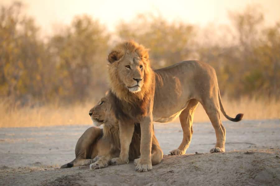 Chobe Day Trip - From Vic Falls - With Lunch (Buffet) - The three-hour Chobe game drive