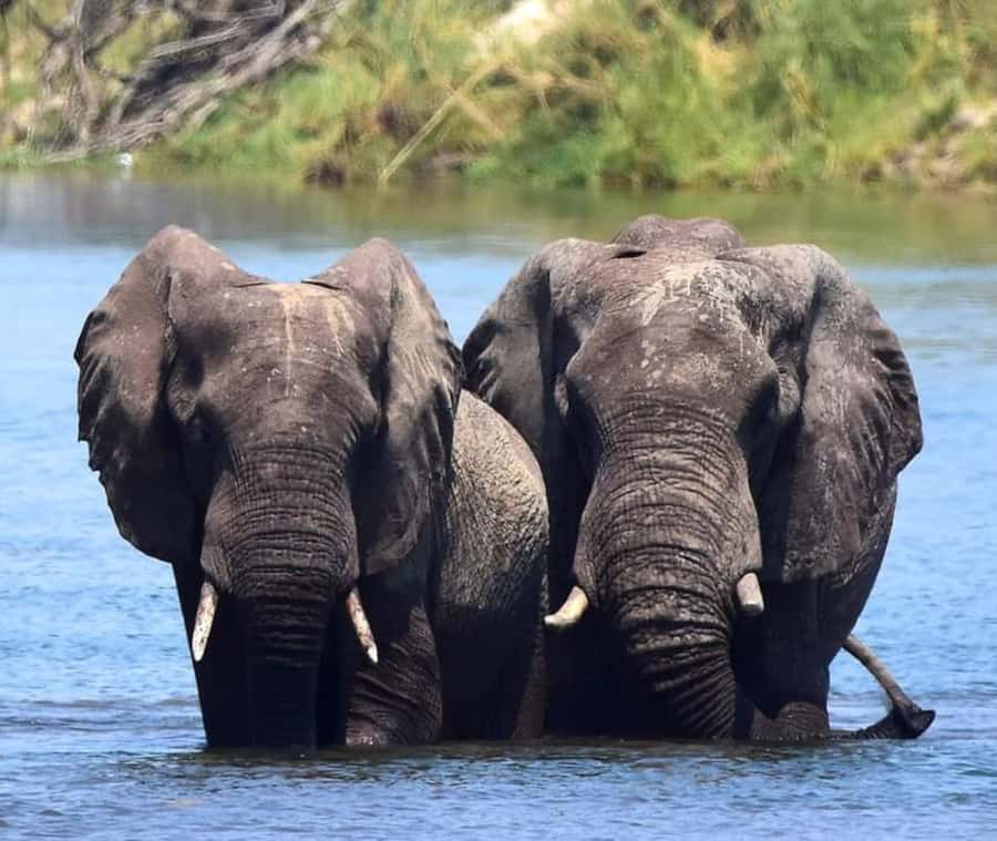 Chobe Day Trip - From Vic Falls - With Lunch (Buffet) - Is $144 a fair price?