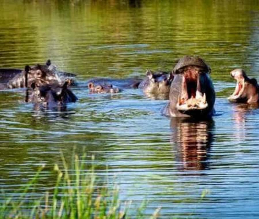 Chobe Day Trip - From Vic Falls - With Lunch (Buffet) - Who should book this Chobe day trip?