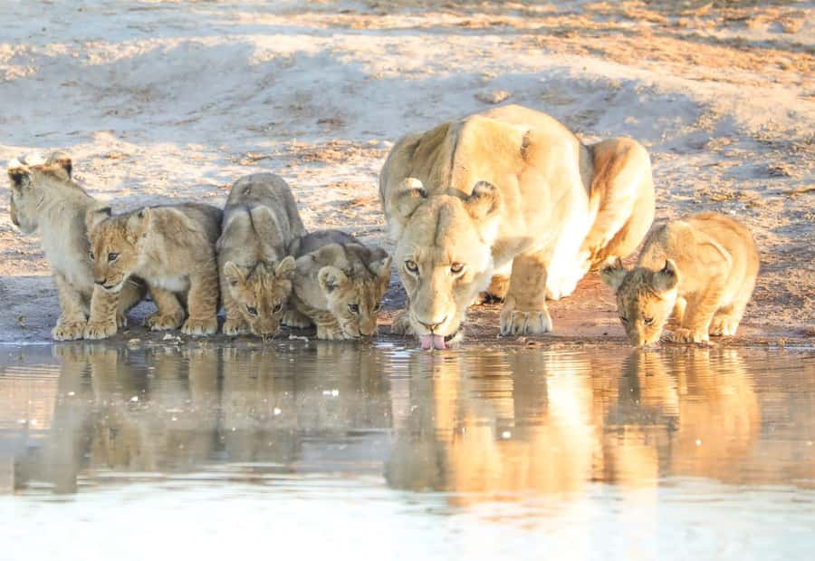 Chobe Day Trip - From Vic Falls - With Lunch (Buffet) - Crossing at Kazungula and meeting your Botswana guide