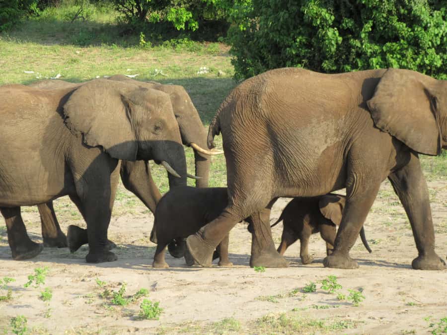 Chobe Day Trip from Victoria Falls, Zimbabwe - Who should book this Chobe day trip?