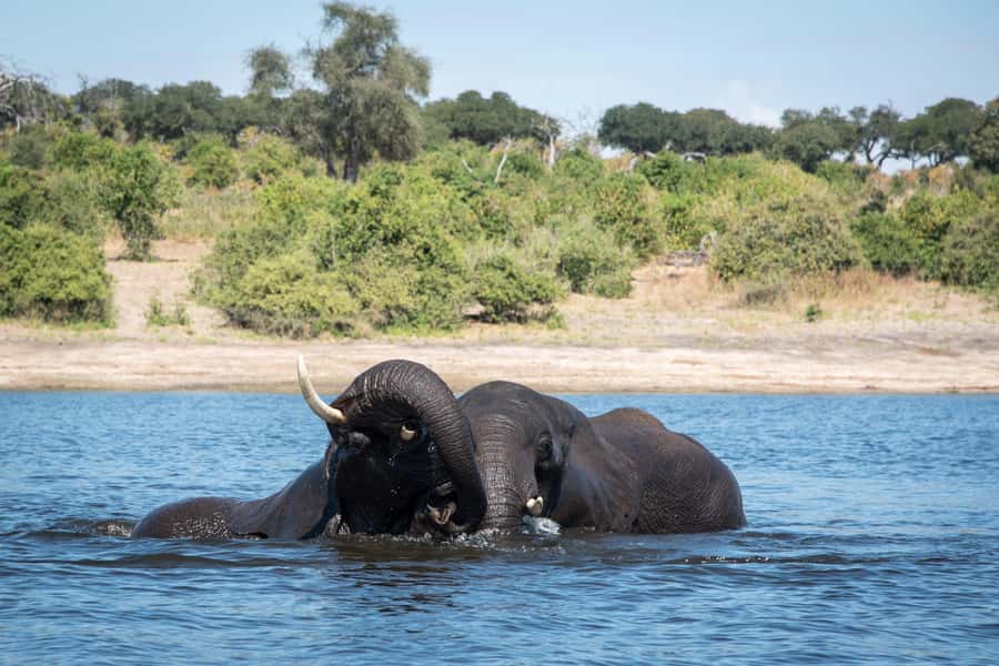 Chobe National Park: Day Trip, Safari drive & River Cruise - Key points before you book