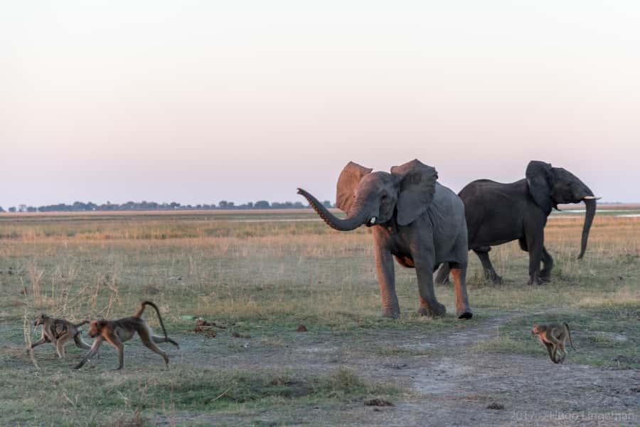 Chobe National Park: Day Trip, Safari drive & River Cruise - The Chobe game drive and the search for lions