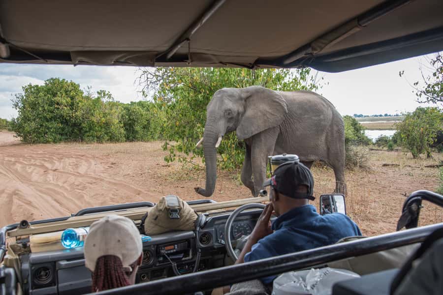 Chobe National Park: Day Trip, Safari drive & River Cruise - Lunch in Kasane and a useful pause