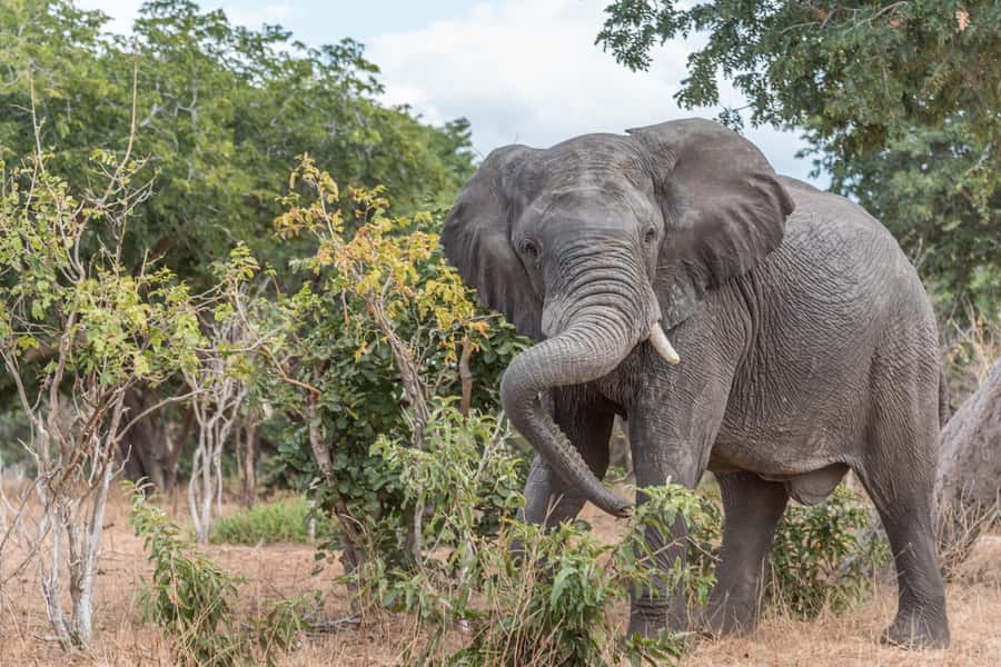 Chobe National Park: Day Trip, Safari drive & River Cruise - The Chobe River cruise from a different angle