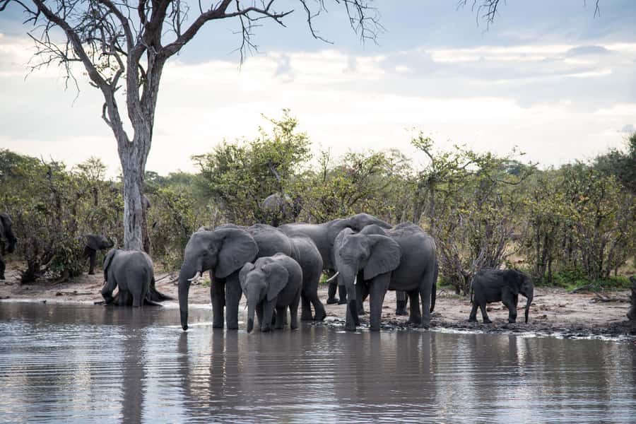 Chobe National Park: Day Trip, Safari drive & River Cruise - What the $190 price really buys you