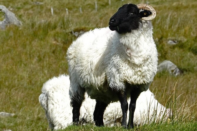 Connemara Day Trip Including Leenane Village and Kylemore Abbey from Galway - What the coach ride is really like