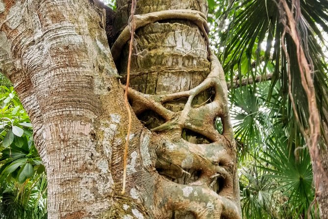 Costa Maya Shore Excursion: Chacchoben Day Trip - Snacks, photographs, and the ride back
