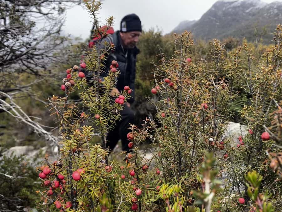 Cradle Mountain: Day Trip from Launceston with Lunch - Entering Cradle Mountain National Park
