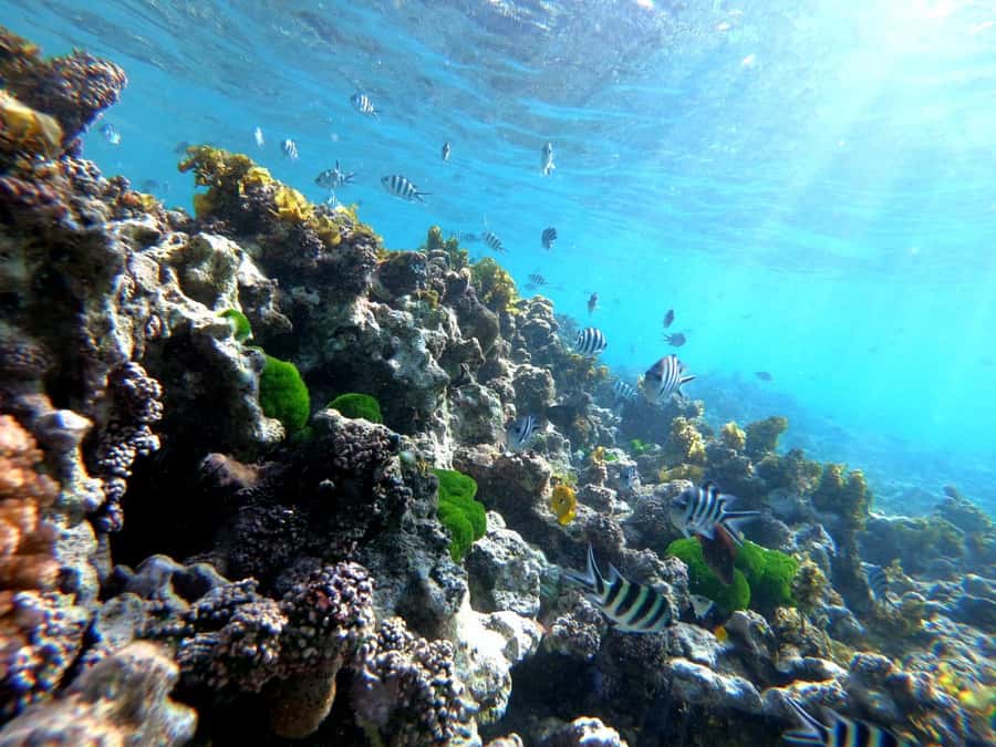 Curieuse and St Pierre Snorkeling Half-Day Trip No BBQ Lunch - Anse José is a pause, not a full beach day