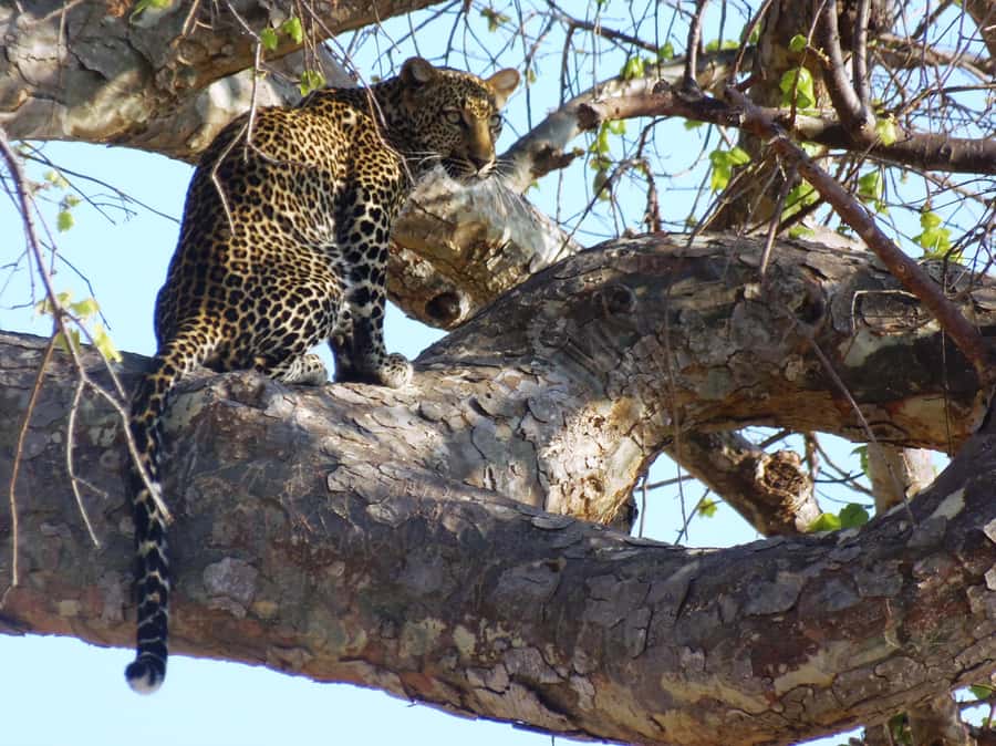 Dar es Salaam: Mikumi National Park Day Trip with Train Ride - Who Should Book This Day Trip?