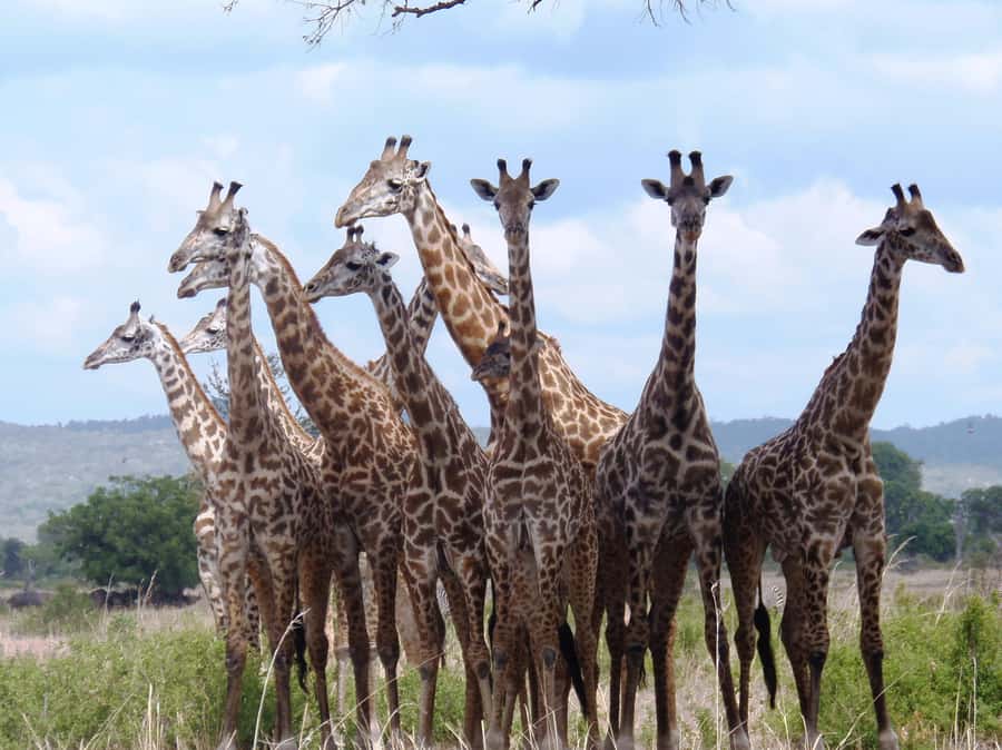 Dar es Salaam: Mikumi National Park Day Trip with Train Ride - What You Can Expect From the Organization