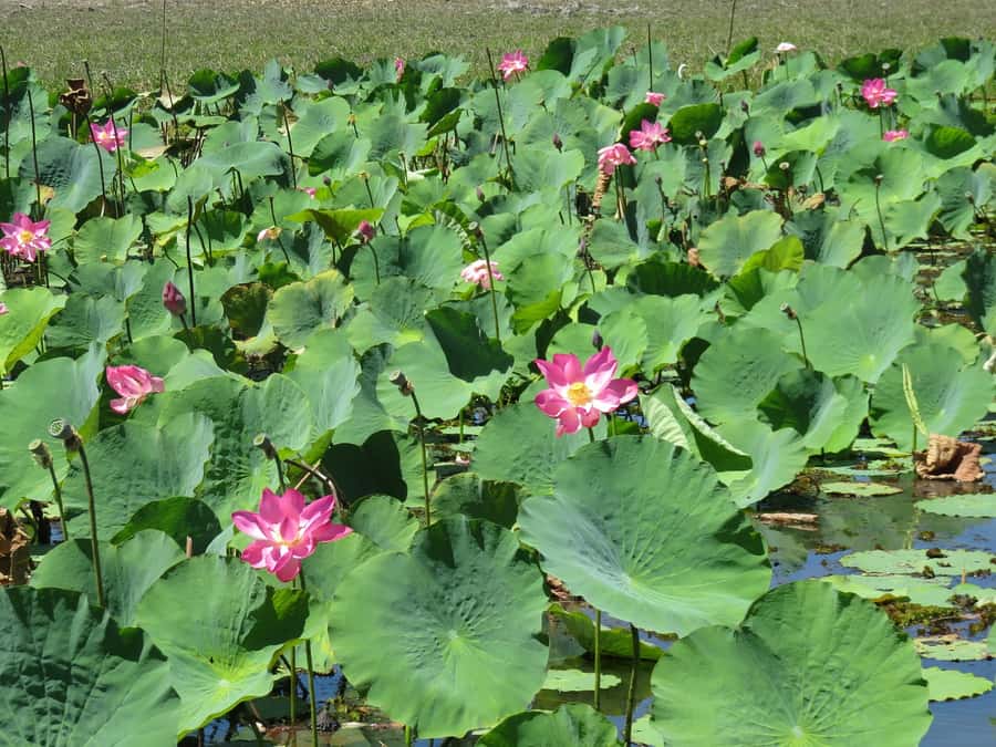 Darwin: Kakadu National Park Day Trip - Warradjan Cultural Center in one hour