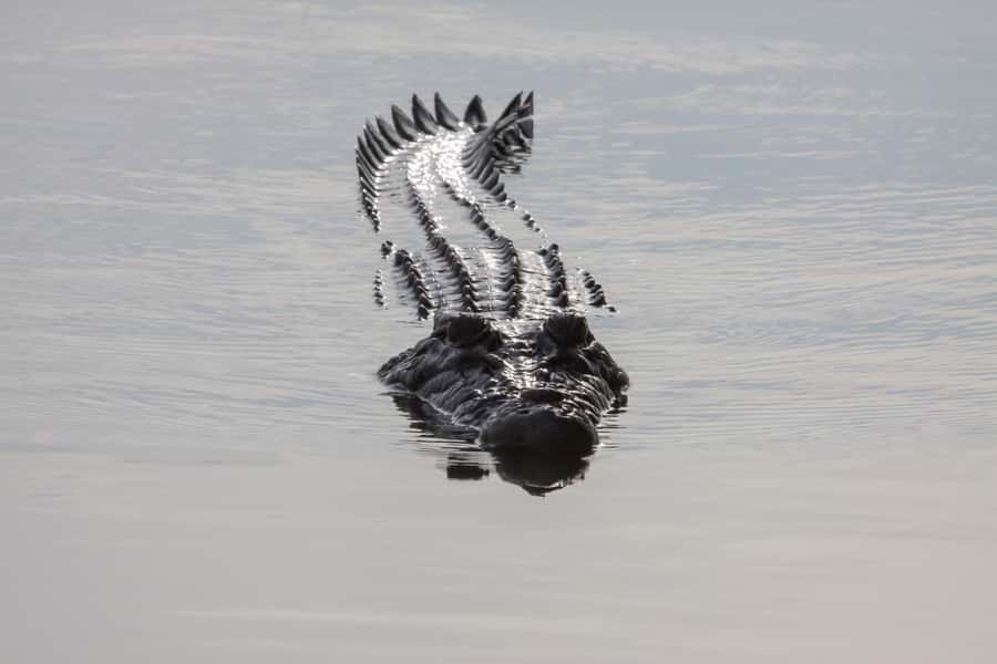 Darwin: Kakadu National Park Day Trip - Timing, weather, and practical limits