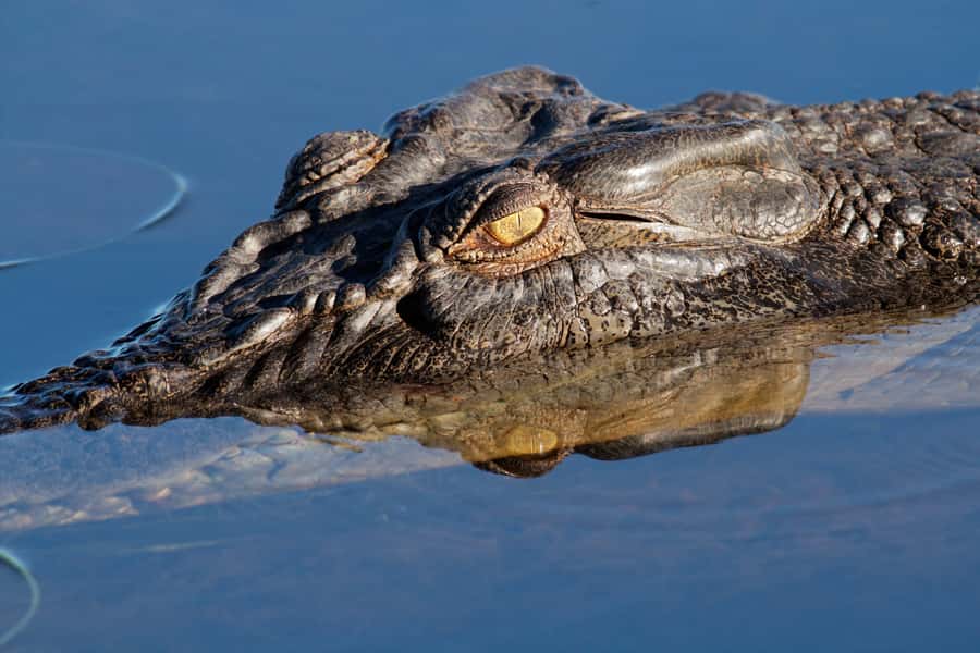 Darwin: Kakadu National Park Day Trip - The Yellow Water Billabong by boat