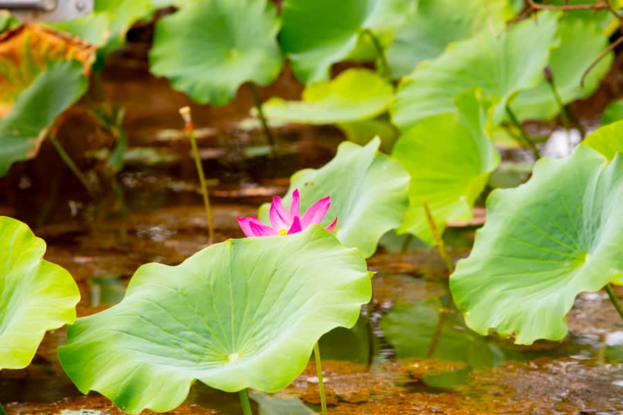 Darwin: Kakadu & Nourlangie Day Trip Plus Billabong Cruise - Nourlangie Rock and the meaning behind the paintings