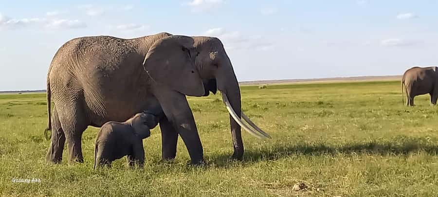 DAY TRIP AMBOSELI NATIONAL PARK FROM NAIROBI BUDGET SAFARI. - Key points to know before you book