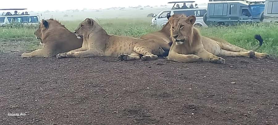DAY TRIP AMBOSELI NATIONAL PARK FROM NAIROBI BUDGET SAFARI. - Four hours among Amboseli’s elephants