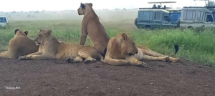 DAY TRIP AMBOSELI NATIONAL PARK FROM NAIROBI BUDGET SAFARI. - Kilimanjaro photographs and realistic expectations