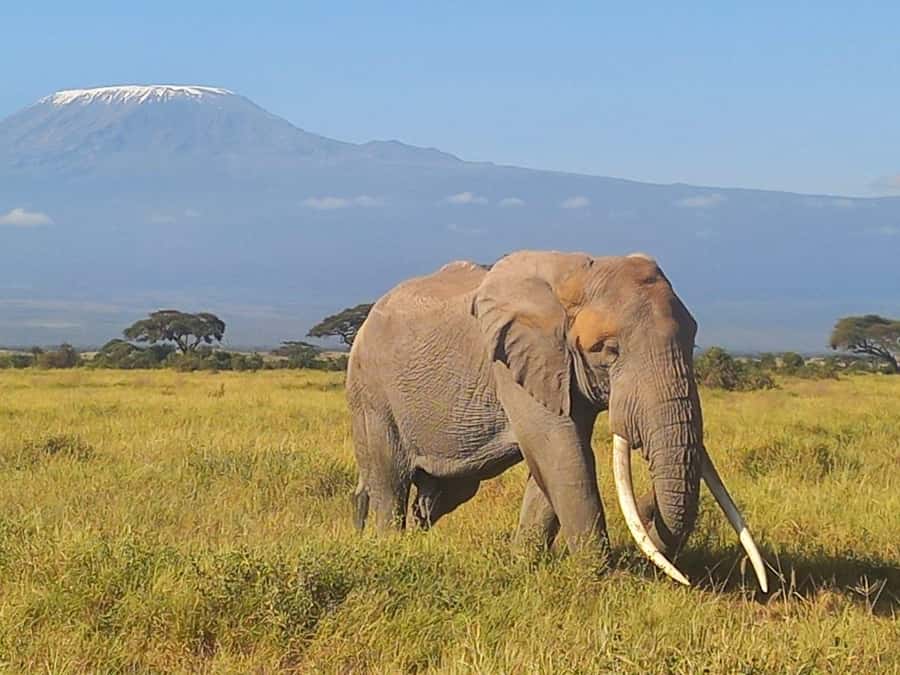 DAY TRIP AMBOSELI NATIONAL PARK FROM NAIROBI BUDGET SAFARI. - Lunch, breaks, and the extra costs