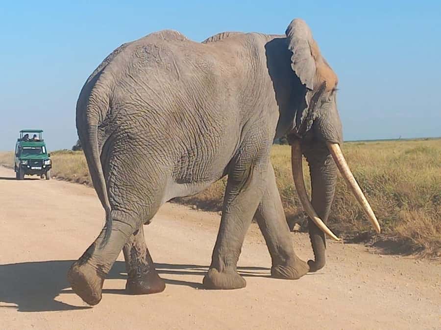 DAY TRIP AMBOSELI NATIONAL PARK FROM NAIROBI BUDGET SAFARI. - The Maasai village visit