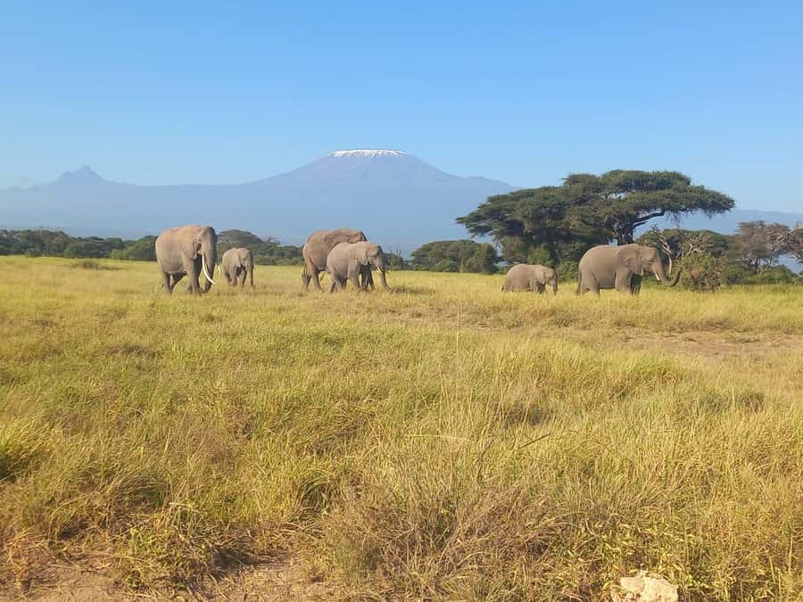 DAY TRIP AMBOSELI NATIONAL PARK FROM NAIROBI BUDGET SAFARI. - Who should book this day trip?
