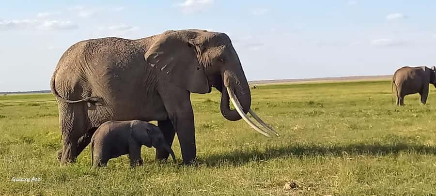 DAY TRIP AMBOSELI NATIONAL PARK FROM NAIROBI BUDGET SAFARI. - The early drive from Nairobi