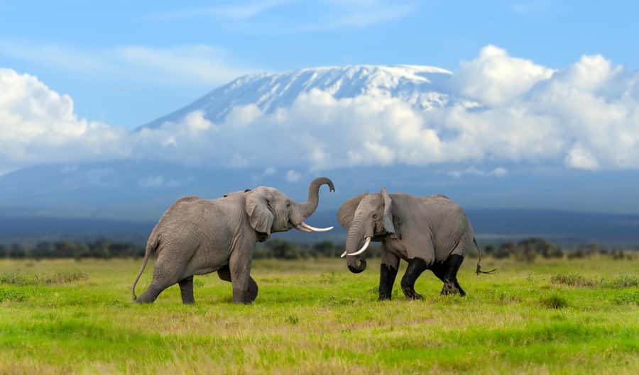 Day Trip: Amboseli National Park & Maasai Village – Nairobi - Why Amboseli works as a one-day safari