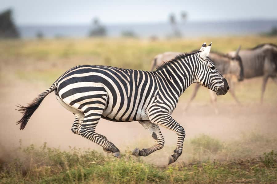 Day Trip: Amboseli National Park & Maasai Village – Nairobi - Inside the 4x4 safari vehicle