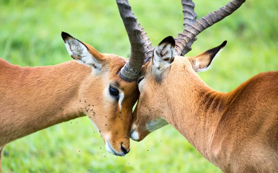 Day Trip: Amboseli National Park & Maasai Village – Nairobi - Lunch and the midday pause