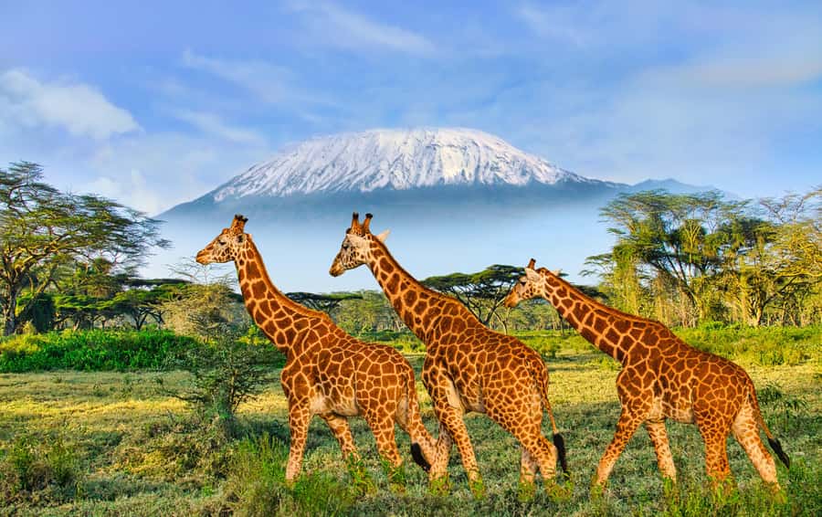 Day Trip: Amboseli National Park & Maasai Village – Nairobi - Should you book it?