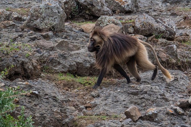 Day Trip From Addis Ababa See Historical Monastery,Stunning Nature,Animals,Birds - Why this is one of the better day trips from Addis Ababa