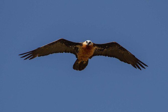 Day Trip From Addis Ababa See Historical Monastery,Stunning Nature,Animals,Birds - Geladas, vultures, and highland birdlife