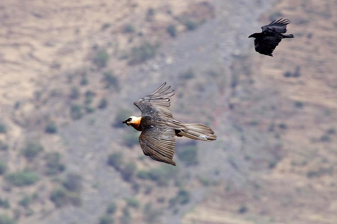 Day Trip From Addis Ababa See Historical Monastery,Stunning Nature,Animals,Birds - Jemma Valley and the gorge views