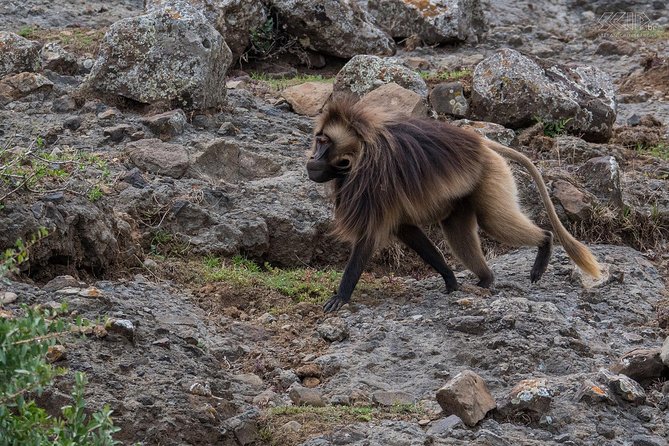 Day Trip From Addis Ababa To Debre Libanos & Portuguese Bridge - Should you book the Debre Libanos and Portuguese Bridge trip?