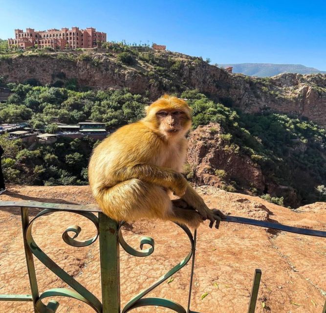 Day trip from Marrakech to Ouzoud Waterfalls - What the $26 price really covers