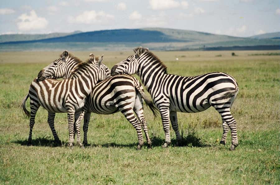 Day Trip: Hell's Gate Bike Ride & Lake Naivasha Boat Ride - Cycling among animals at Hell’s Gate